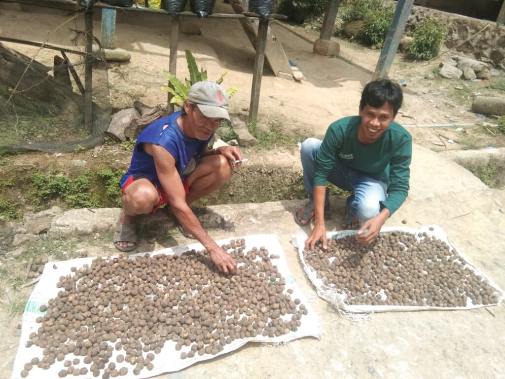 Pacu Produktivitas Kemiri, Warga Polman Manfaatkan Kawasan Hutan