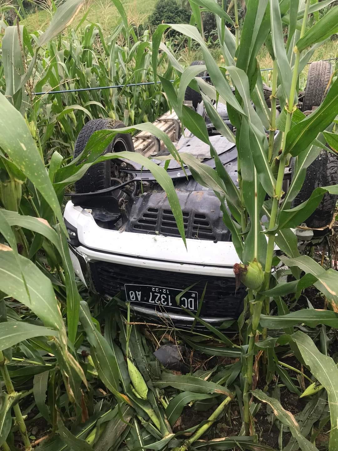 Terguling Sepuluh Meter, Mobil Pajero Berakhir di Ladang Jagung, Dua Penumpang Dirawat